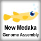New medaka genome assembly (PacBio system)