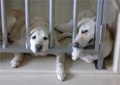 Photograph 3: Active guide dogs in a temporal stay cage