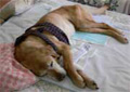 Photograph 4: A retired dog being cared for